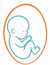 teachwhenlifebegins.org